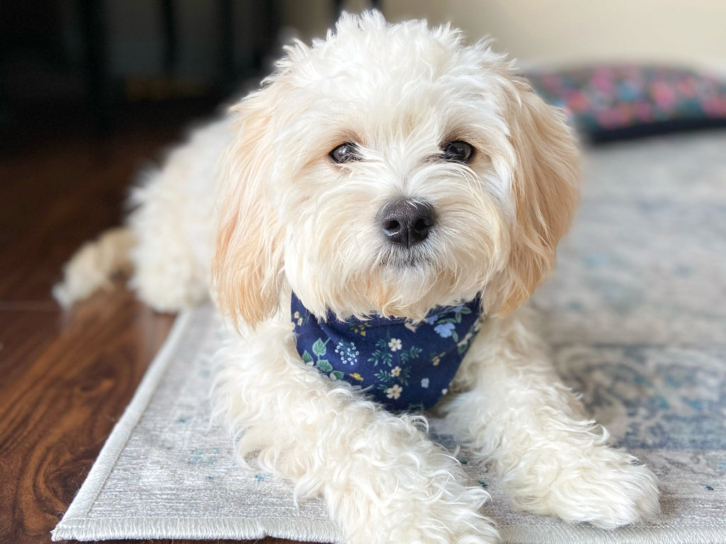 "Blush Hearts" Valentine's Day Dog Bandana