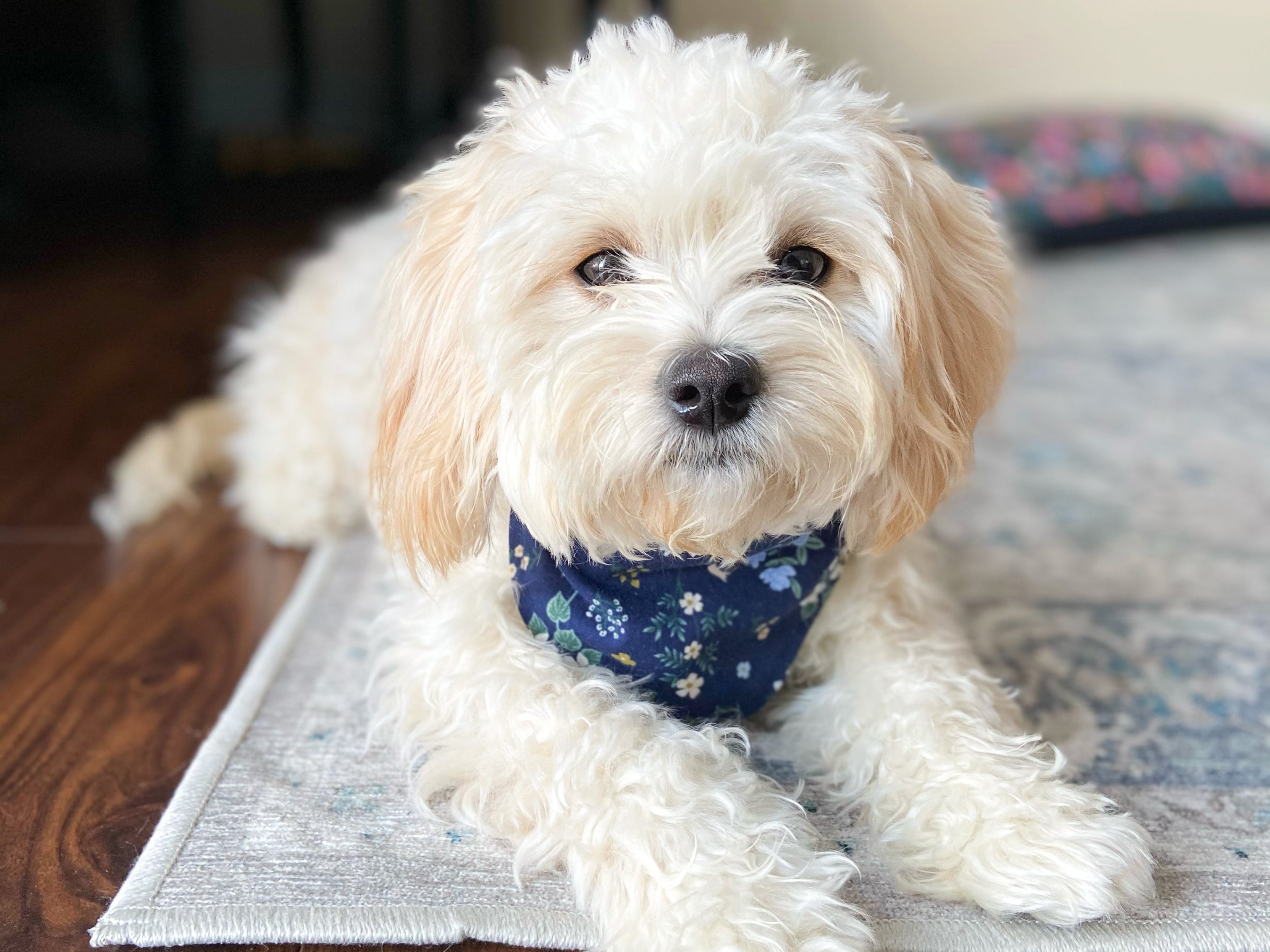 "Blush Hearts" Valentine's Day Dog Bandana
