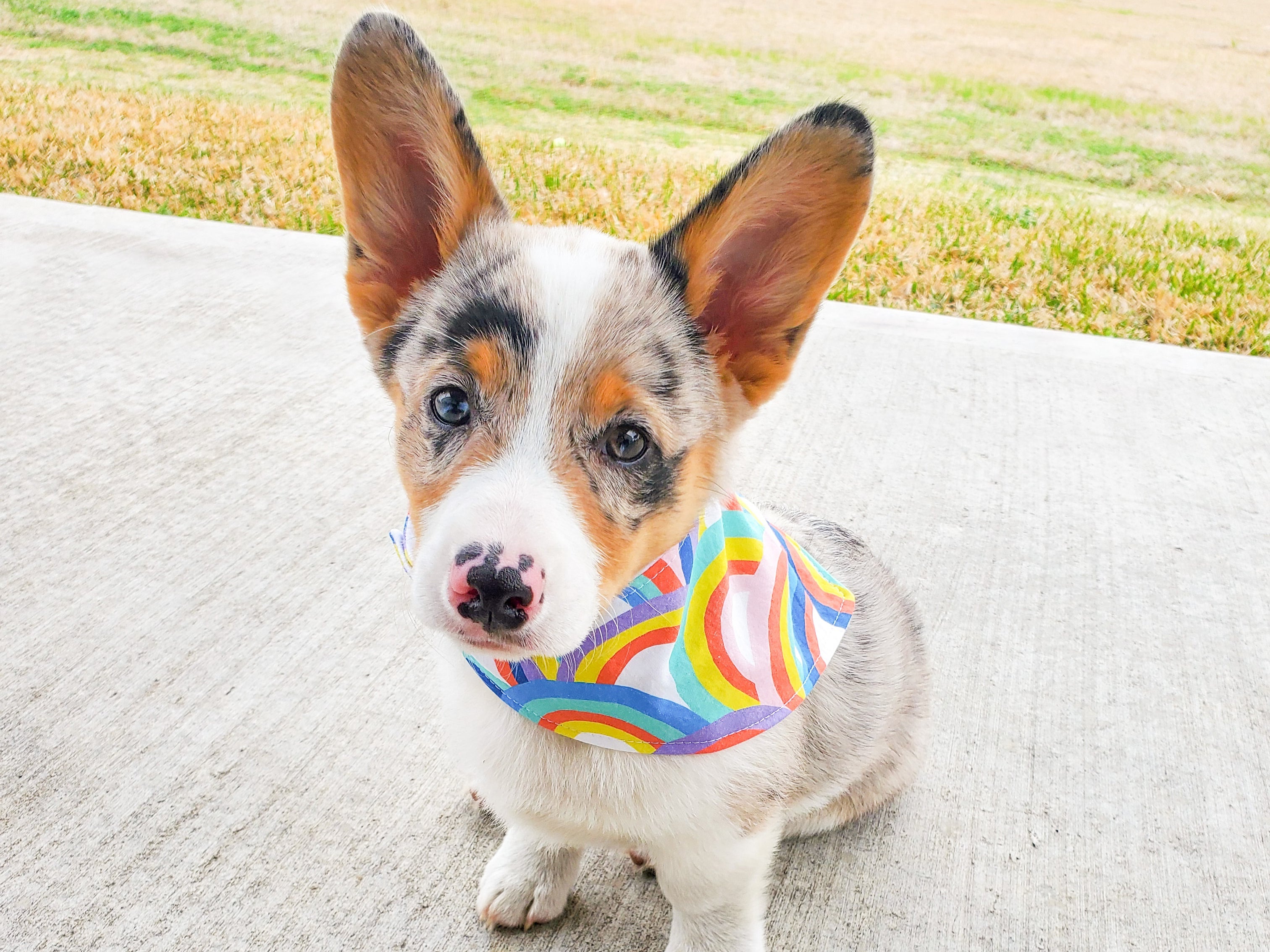 "Blush Hearts" Valentine's Day Dog Bandana