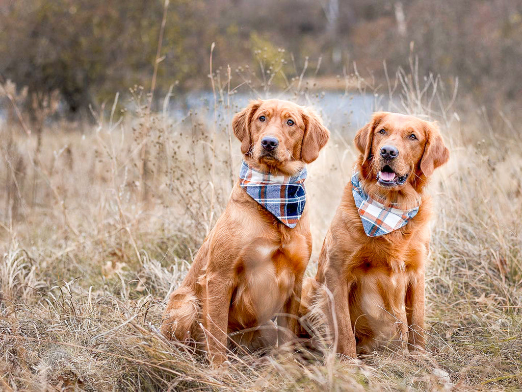 "Blush Hearts" Valentine's Day Dog Bandana